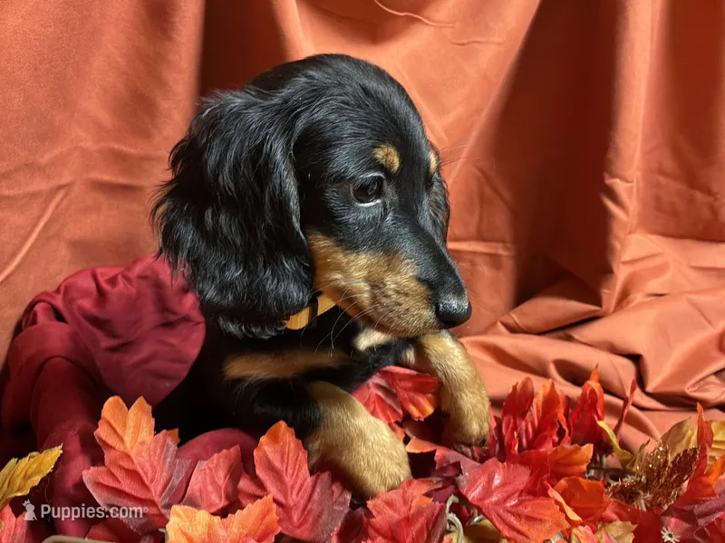 Macaroni, a female Miniature Dachshund for sale in Littleton, CO – 1 of 8