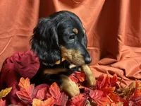 Macaroni, a female Miniature Dachshund for sale in Littleton, CO – 1 of 8