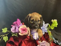 Frito, a male Miniature Dachshund for sale in Littleton, CO – 4 of 8