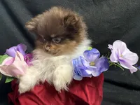 Ribbon, a female Pomeranian for sale in Littleton, CO – 2 of 8