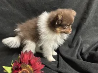 Ribbon, a female Pomeranian for sale in Littleton, CO – 6 of 8