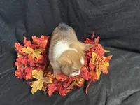 Gouda, a female Pembroke Welsh Corgi for sale in Littleton, CO – 7 of 7
