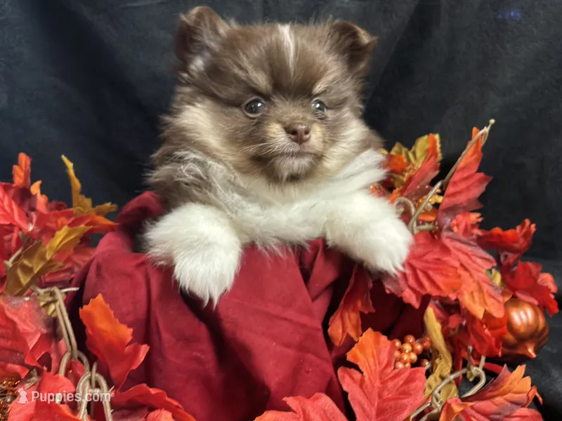 Celebration – Pomeranian puppy for sale in Littleton, CO