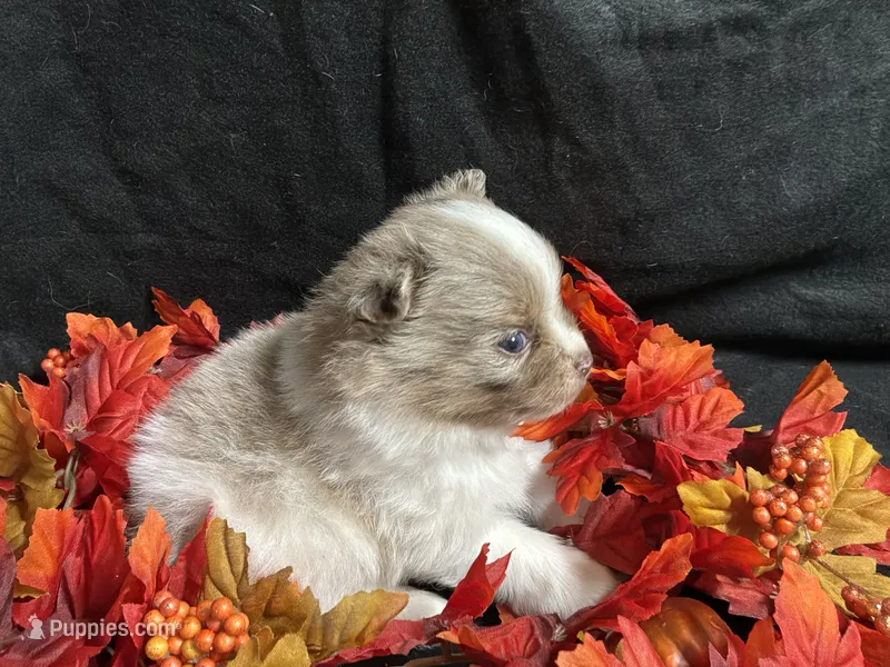 Glory – Pomeranian puppy for sale in Littleton, CO