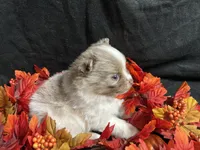 Glory, a male Pomeranian for sale in Littleton, CO – 1 of 8