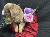 Walter, a male Miniature Dachshund for sale in Littleton, CO – 3 of 7