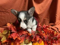 Nestlé, a female Pembroke Welsh Corgi for sale in Littleton, CO – 3 of 8