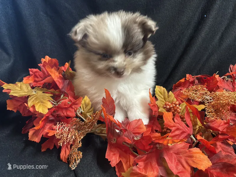 Independence – Pomeranian puppy for sale in Littleton, CO