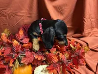 Lasagna, a female Miniature Dachshund for sale in Littleton, CO – 7 of 7