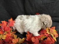 Independence, a male Pomeranian for sale in Littleton, CO – 8 of 8