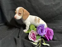 Cinnamon, a female Miniature Dachshund for sale in Littleton, CO – 8 of 8