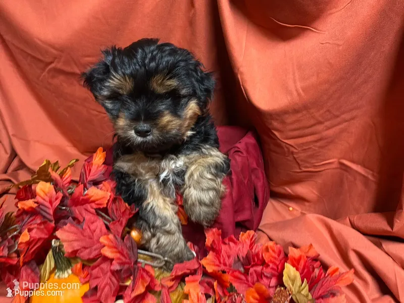 Divinity, a female Yorkshire Terrier for sale in Littleton, CO – 1 of 7