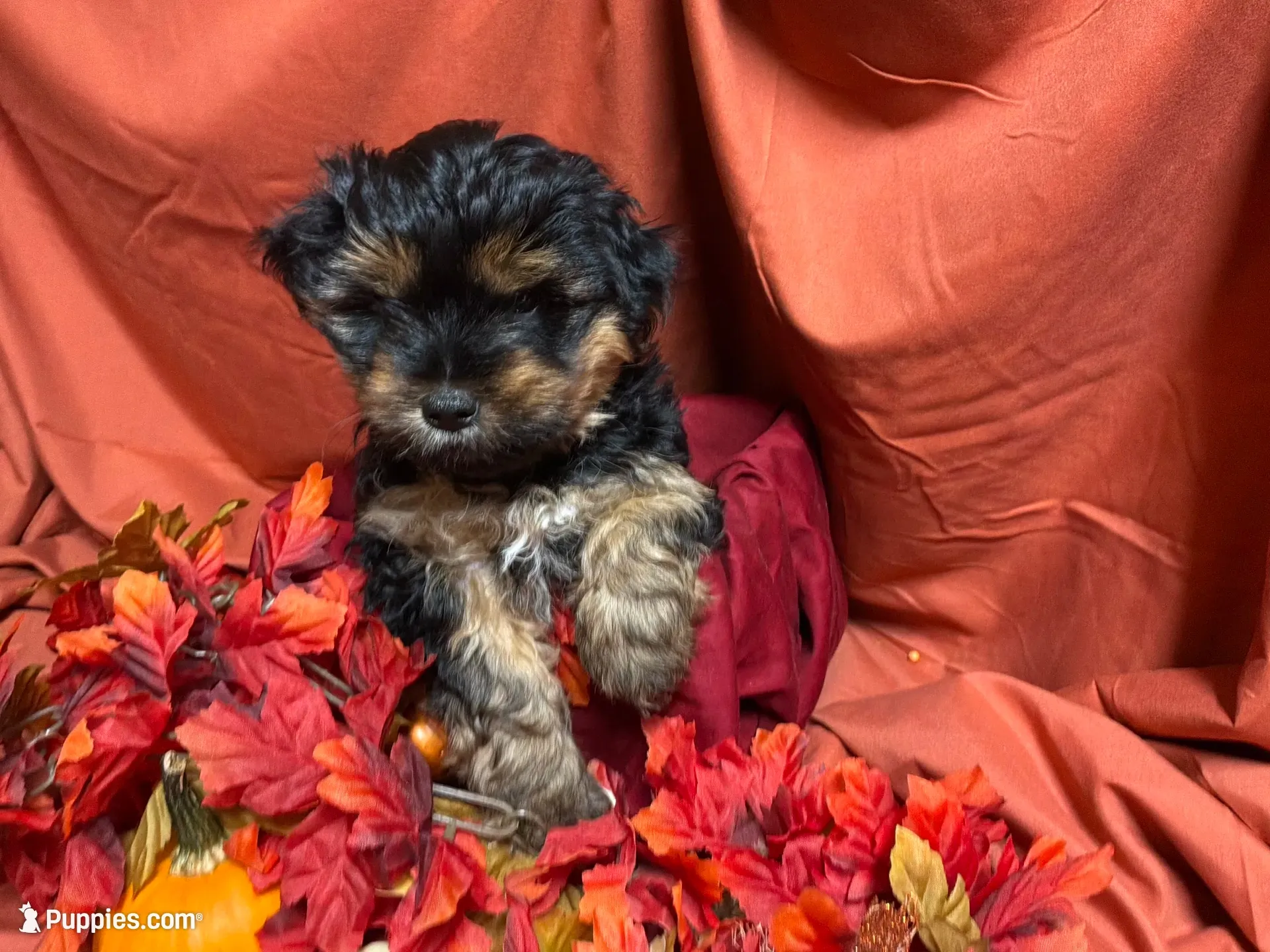 Divinity, a female Yorkshire Terrier for sale in Littleton, CO – 1 of 7
