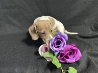 Snickers, a male Miniature Dachshund for sale in Littleton, CO – 8 of 8