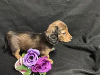 Thyme, a female Miniature Dachshund for sale in Littleton, CO – 5 of 7