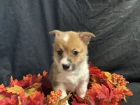 Havarti, a female Pembroke Welsh Corgi for sale in Littleton, CO – 1 of 7