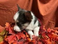 Nestlé, a female Pembroke Welsh Corgi for sale in Littleton, CO – 2 of 8