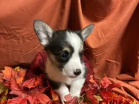 Nestlé, a female Pembroke Welsh Corgi for sale in Littleton, CO – 7 of 8