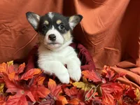 Reese, a female Pembroke Welsh Corgi for sale in Littleton, CO – 3 of 7