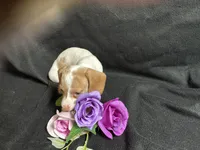 Cinnamon, a female Miniature Dachshund for sale in Littleton, CO – 3 of 8