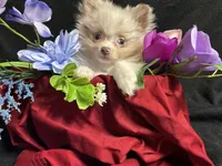 Glitter, a female Pomeranian for sale in Littleton, CO – 1 of 8