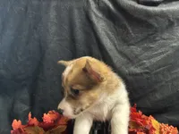 Gouda, a female Pembroke Welsh Corgi for sale in Littleton, CO – 6 of 7