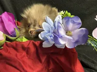 Very special and tiny, a female Pomeranian for sale in Littleton, CO – 3 of 6