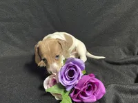 Snickers, a male Miniature Dachshund for sale in Littleton, CO – 7 of 8