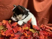 Hersery, a female Pembroke Welsh Corgi for sale in Littleton, CO – 4 of 8