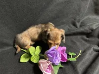 Rosemary, a female Miniature Dachshund for sale in Littleton, CO – 6 of 9