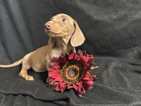 Paprika, a female Miniature Dachshund for sale in Littleton, CO – 6 of 7