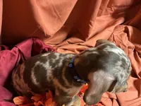 Fettuccine, a male Miniature Dachshund for sale in Littleton, CO – 5 of 6