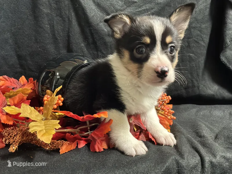 Swiss – Pembroke Welsh Corgi puppy for sale in Littleton, CO