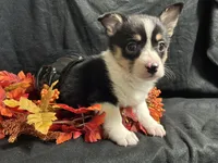 Swiss, a female Pembroke Welsh Corgi for sale in Littleton, CO – 1 of 9