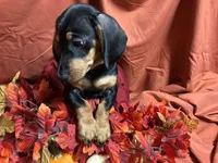 Rigatoni, a male Miniature Dachshund for sale in Littleton, CO – 9 of 9