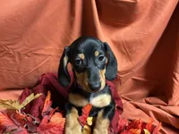 Linguine, a male Miniature Dachshund for sale in Littleton, CO – 2 of 6