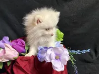 Parti, a female Pomeranian for sale in Littleton, CO – 4 of 8