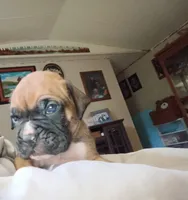 Tank, a male Boxer for sale in McVeytown, PA – 1 of 3