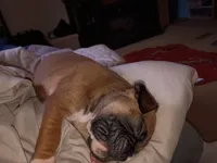 Tank, a male Boxer for sale in McVeytown, PA – 2 of 3