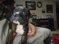 Blaze, a male Boxer for sale in McVeytown, PA – 3 of 3