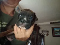Blaze, a male Boxer for sale in McVeytown, PA – 2 of 3