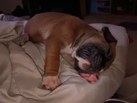 Tank, a male Boxer for sale in McVeytown, PA – 3 of 3