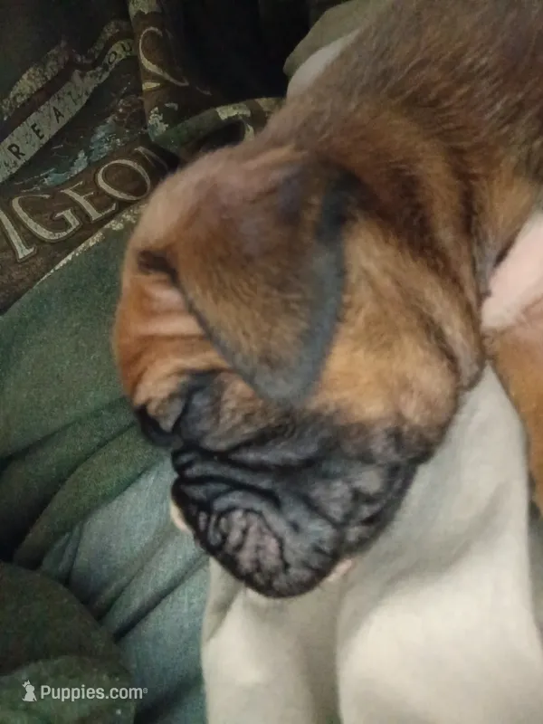 Remy – Boxer puppy for sale in McVeytown, PA