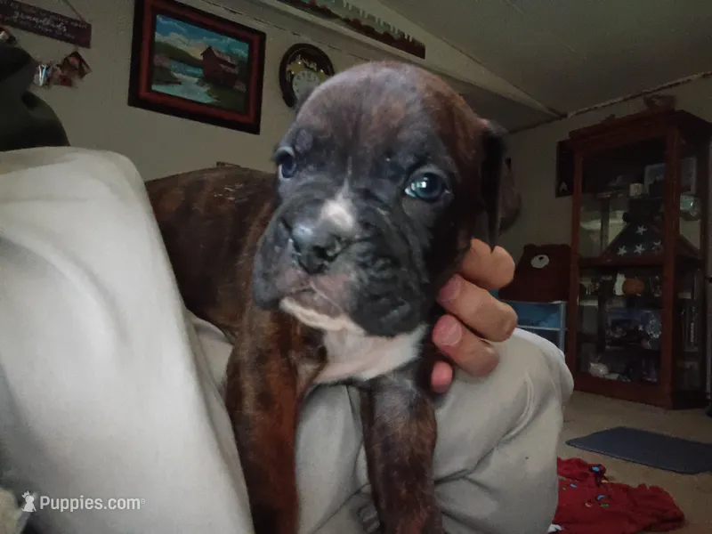 Blaze – Boxer puppy for sale in McVeytown, PA