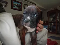Blaze, a male Boxer for sale in McVeytown, PA – 1 of 3