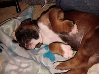 Remy, a male Boxer for sale in McVeytown, PA – 2 of 2