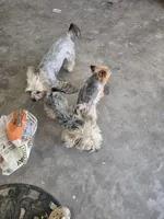 Tiffany Grace, a female Yorkshire Terrier for sale in Glendale, AZ – 9 of 10