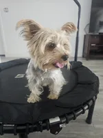 Tiffany Grace, a female Yorkshire Terrier for sale in Glendale, AZ – 6 of 10