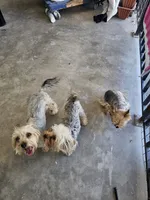 Tiffany Grace, a female Yorkshire Terrier for sale in Glendale, AZ – 10 of 10
