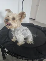 Tiffany Grace, a female Yorkshire Terrier for sale in Glendale, AZ – 2 of 10